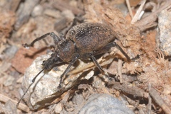 Otiorhynchus armadillo