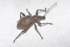 Otiorhynchus armadillo