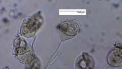 Sessilida