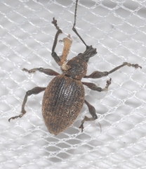 Otiorhynchus armadillo