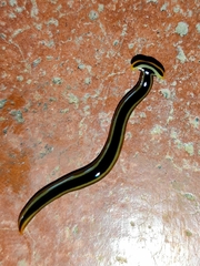 Diversibipalium andrewesi