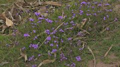 Verbenaceae