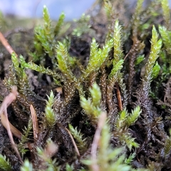 Hygrohypnum luridum
