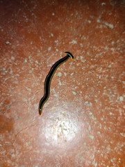 Diversibipalium andrewesi