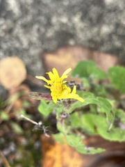 Sonchus oleraceus