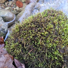 Hygrohypnum luridum