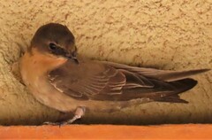 Ptyonoprogne fuligula