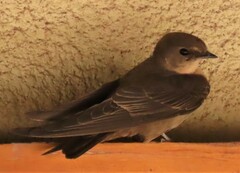 Ptyonoprogne fuligula