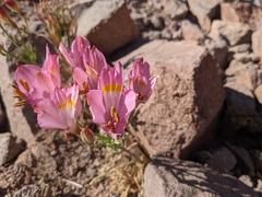 Alstroemeria pulchra