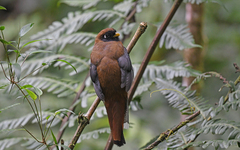 Trogon personatus