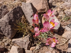 Alstroemeria pulchra