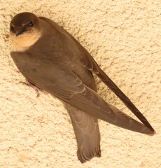 Ptyonoprogne fuligula