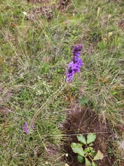 Lobelia fenestralis