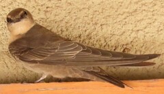 Ptyonoprogne fuligula