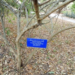 Premna hildebrandtii