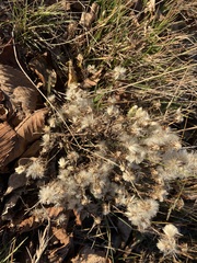 Symphyotrichum ciliatum