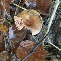 Gymnopus brassicolens