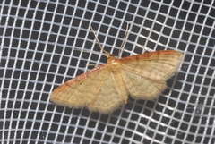 Idaea humiliata