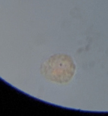 Colepidae