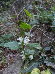 Lamium flexuosum