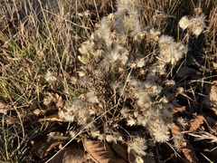 Symphyotrichum ciliatum