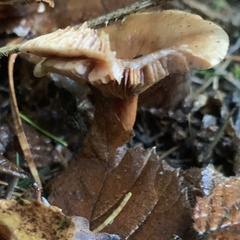 Gymnopus brassicolens