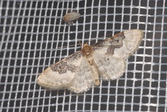 Idaea rusticata
