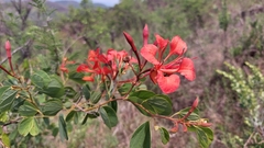 Bauhinia galpinii