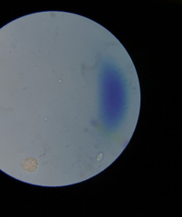 Colepidae