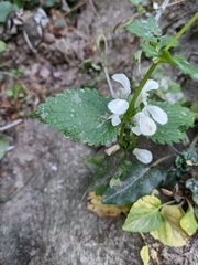 Lamium flexuosum