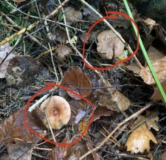 Gymnopus brassicolens