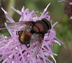 Lucilia bufonivora