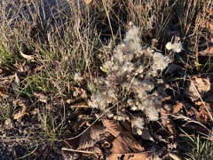Symphyotrichum ciliatum