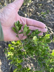 Quercus vaseyana