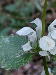 Lamium flexuosum