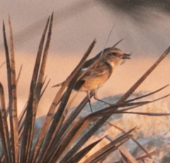 Saxicola rubicola