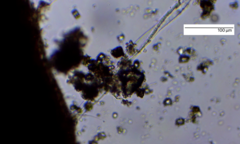 Sessilida