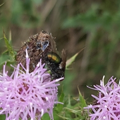 Lucilia bufonivora