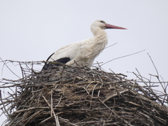 Ciconia ciconia