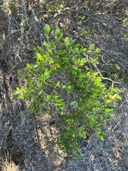 Quercus vaseyana