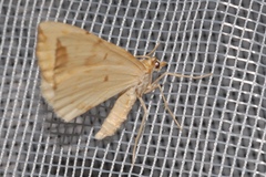 Gandaritis pyraliata