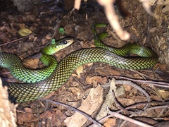 Drymobius margaritiferus