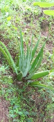 Asparagales
