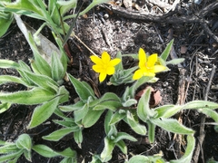 Hypoxis