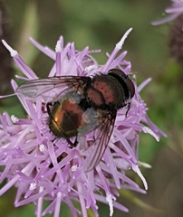 Lucilia bufonivora