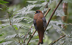 Trogon personatus