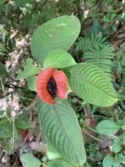 Palicourea tomentosa