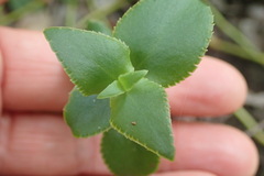 Crassula sarmentosa