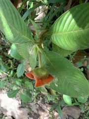 Palicourea tomentosa