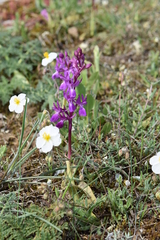 Orchis mascula laxifloriformis